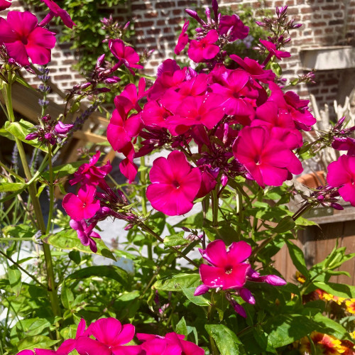 Phlox X Paniculata Adessa Special Fire