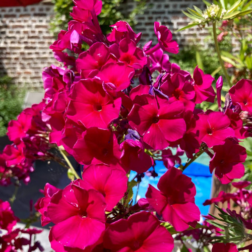 Phlox X Paniculata Adessa Special Fire