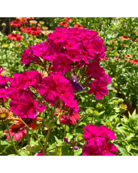 Phlox X Paniculata Adessa Special Fire