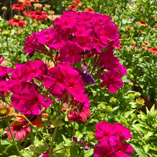 Phlox X Paniculata Adessa Special Fire