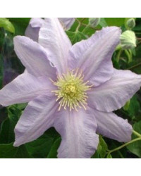 Clématite Clematite Boulevard Cezanne
