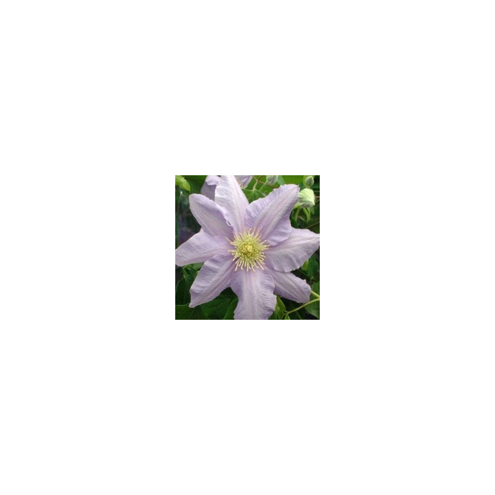 Clématite Clematite Boulevard Cezanne
