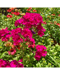 Phlox X Paniculata Adessa Special Fire