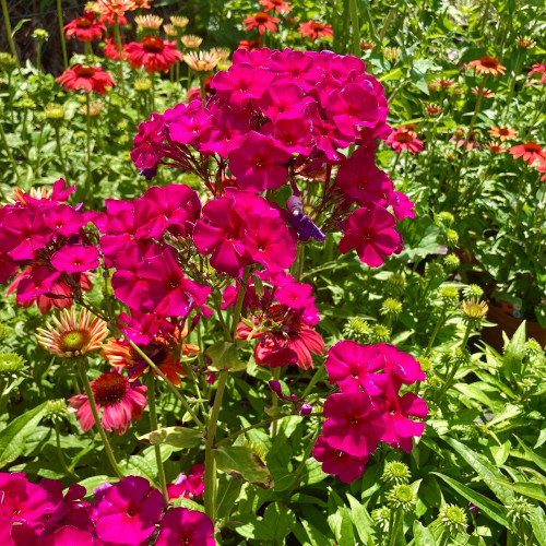 Phlox X Paniculata Adessa Special Fire