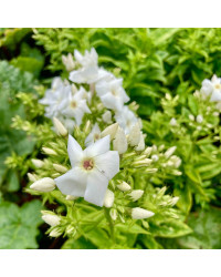 Phlox X Paniculata Adessa White