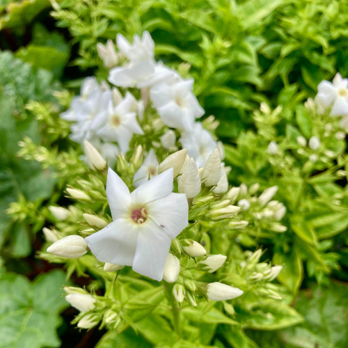 Phlox X Paniculata Adessa White