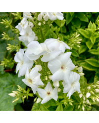 Phlox X Paniculata Adessa White
