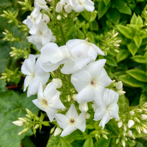 Phlox X Paniculata Adessa White