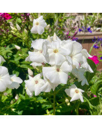 Phlox X Paniculata Adessa White