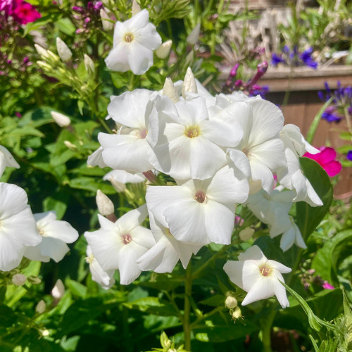 Phlox X Paniculata Adessa White