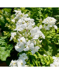 Phlox X Paniculata Adessa White