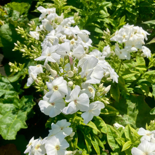 Phlox X Paniculata Adessa White