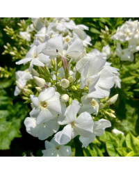 Phlox X Paniculata Adessa White