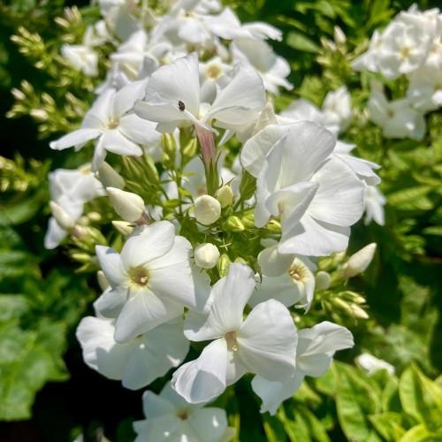 Phlox X Paniculata Adessa White