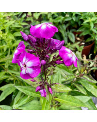 Phlox X Paniculata Laura