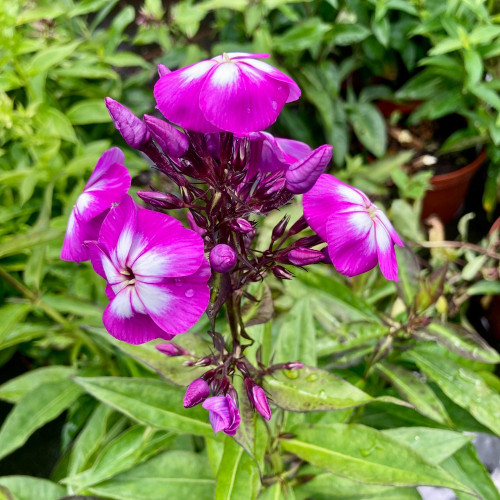 Phlox X Paniculata Laura