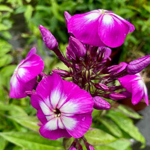 Phlox X Paniculata Laura