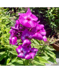 Phlox X Paniculata Laura