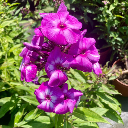 Phlox X Paniculata Laura