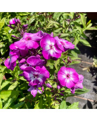 Phlox X Paniculata Laura