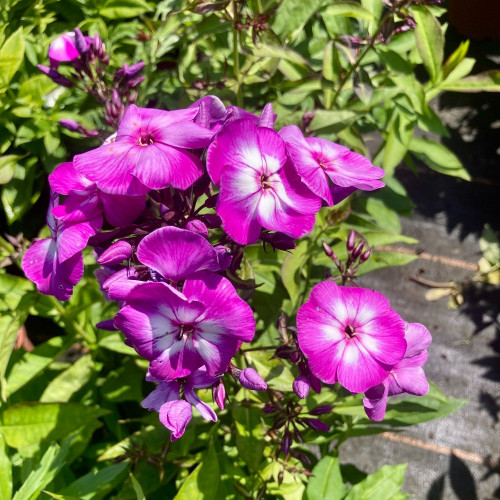 Phlox X Paniculata Laura