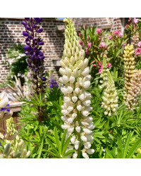 Lupin Polyphyllus Lipini White