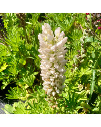 Lupin Polyphyllus Lipini White