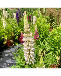 Lupin Polyphyllus Lipini White