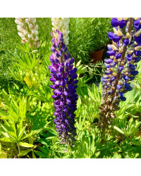 Lupin Polyphyllus Lupini Blue