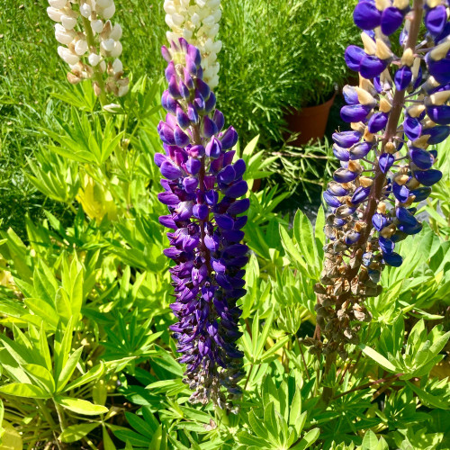 Lupin Polyphyllus Lupini Blue