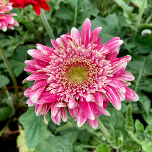 Gerbera Patio Capitol Reef