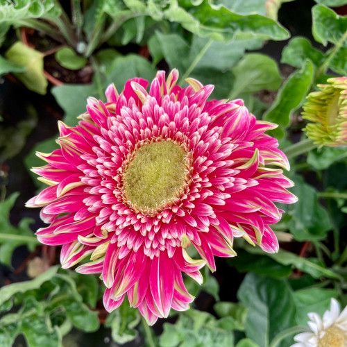 Gerbera Patio Capitol Reef