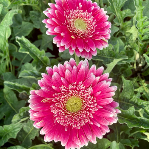 Gerbera Patio Capitol Reef