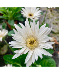 Gerbera Patio Glacier