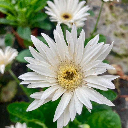 Gerbera Patio Glacier