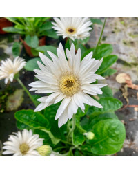 Gerbera Patio Glacier