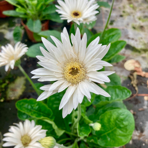Gerbera Patio Glacier