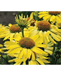 Echinacée Echinacea Purpurea Cleopatra