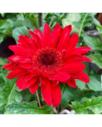 Gerbera Patio Sedona