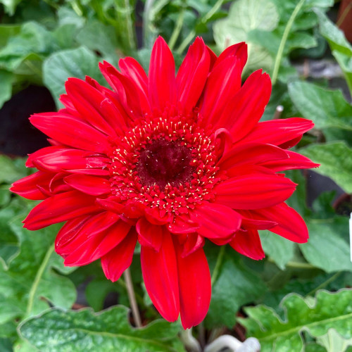 Gerbera Patio Sedona