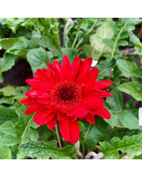 Gerbera Patio Sedona