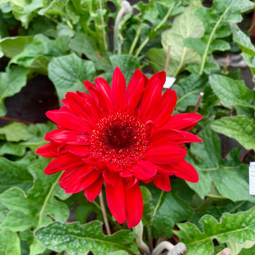 Gerbera Patio Sedona