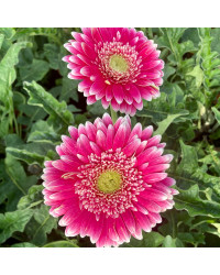 Gerbera Patio Karoo