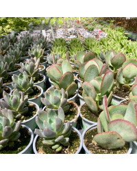 Succulente Crassula Arborescens