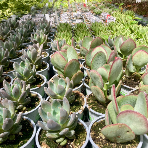 Succulente Crassula Arborescens