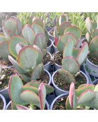 Succulente Crassula Arborescens