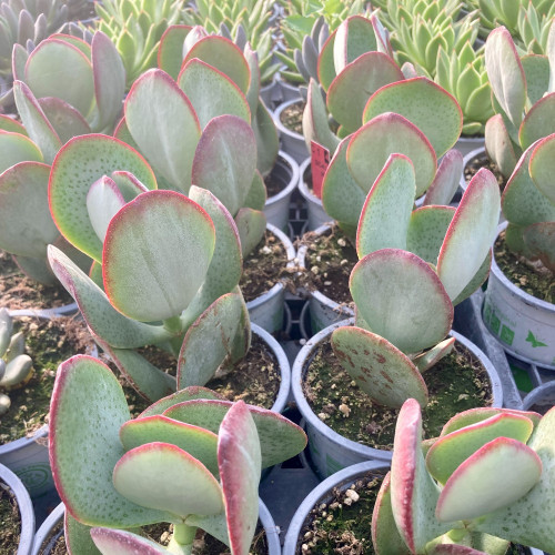 Succulente Crassula Arborescens