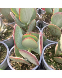 Succulente Crassula Arborescens