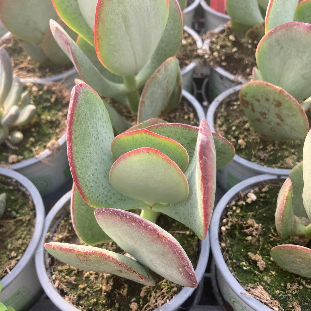 Succulente Crassula Arborescens