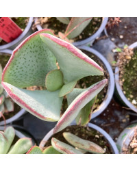 Succulente Crassula Arborescens